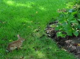 Deer ate my tulips during last night renee planted these last mothers day mr. How To Keep Animals From Eating Your Bulbs Garden Housecalls