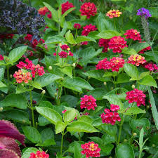 Pin On Flowers