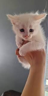 What are some Taylor Swift themed name suggestions for a male kitten?