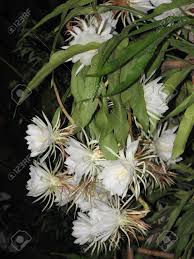 The epiphyllum oxypetalum, which is also called the queen of the night cactus, is a perennial that can grow to be up to 10 feet tall. Epiphyllumn Hookeri Or Climbing Cactus Or Queen Of The Night Stock Photo Picture And Royalty Free Image Image 72098521