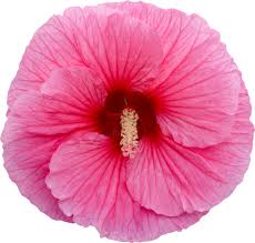 Image result for Hibiscus noldeae