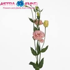 Image result for eustoma Balboa