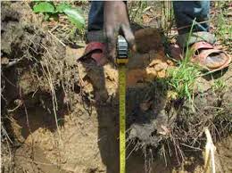 Image result for Adenodolichos punctatus