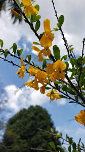 Image result for Brya