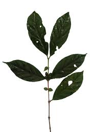 Image result for Tricalysia sp. E