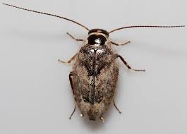 Image result for Alectra picta