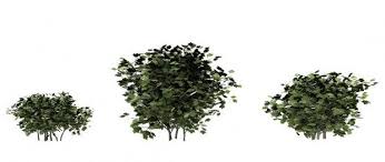 European Cranberry Bush 3d Model Blend European Cranberry Bush Cranberry Bush