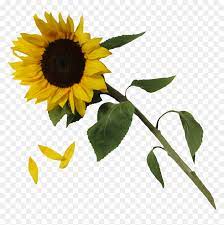 Are you searching for illustration png images or vector? Sunflower Png Aesthetic Sunflower Png Transparent Png Vhv