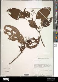 Image result for Ochthocharis