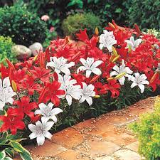 White carpet border lilies | breck's. Carpet Lily Duet Michigan Bulb