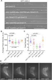 Unc 2 Cav2 Channel Localization At Presynaptic Active Zones Depends On Unc 10 Rim And Syd 2 Liprin A In Caenorhabditis Elegans Biorxiv
