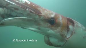 Strandings of specimens recognisable as architeuthis dux, which is thought to be the longest of all squid, date back to 1639 in. Rare Giant Squid Sighting In Japanese Harbour Bbc News