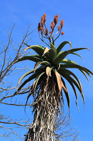 Image result for Aloe excelsa