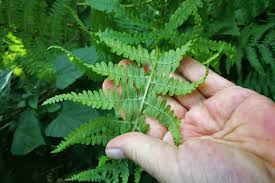 Image result for Pteridium aquilinum