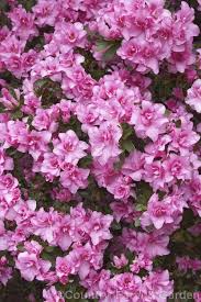 Rhododendron Rose Queen Photo In 2020 Rose Queen Rhododendron Azaleas