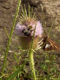 Image result for Dipsacaceae