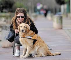 Maybe you would like to learn more about one of these? Chien Guide D Aveugle Vrai Ou Faux Dossiers Chien Santevet