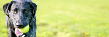 Remember that your pet must be muzzled and on a lead when outside your cabin. York Dog Friendly Accommodation Pet Friendly Visit York
