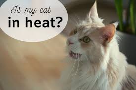 Includes information on feeding, bathing, exercising 6. How To Tell If Your Cat Is In Heat And Tips To Calm Her Pethelpful By Fellow Animal Lovers And Experts