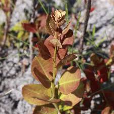 Image result for Rawsonia lucida