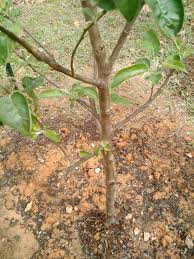 Check spelling or type a new query. Graft Union On Apple Tree General Fruit Growing Growing Fruit