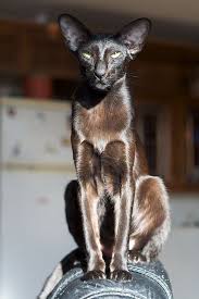 Male and female oriental shorthair cat name ideas. Hugsforbears Oriental Shorthair Cats Cute Cats Beautiful Cats
