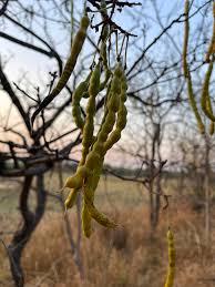 Image result for Fernandoa abbreviata