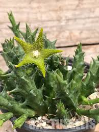 Image result for Orbea dummeri