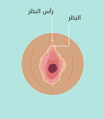 الفرج والأعضاء الخارجية - الحب ثقافة