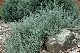 Olearia Ghost Town Daisy Bush Australian Native Plants Australian Plants Garden Plants Design