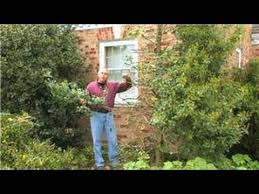 We did not find results for: Gardening How To Prune Hollies Youtube