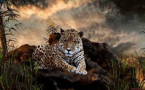50 Wildlife Wallpaper Desktop On Wallpapersafari Checkout high quality wildlife wallpapers for android, desktop / mac, laptop, smartphones and tablets with different resolutions. 50 wildlife wallpaper desktop on