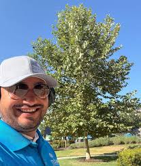 Does anyone have a Mexican Sycamore tree, I would love to see photos!