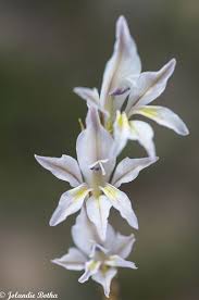 Image result for Gladiolus permeabilis