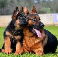 pin von barbara rathmanner auf hundemami mit puppies schaferhunde deutscher schaferhund riesenhunde