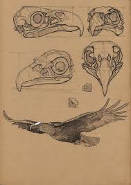 Check Out Sketchbooks Animal Drawings Anatomy Art Bird Drawings