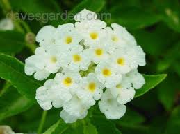 Image result for Lantana nivea