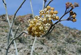 Image result for Asclepias albens