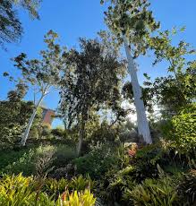 Image result for Eucalyptus grandis