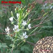 Image result for Cleome gynandra