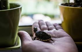 The best pets for apartments: Pets And Apartments How To Make It Work Realestate Com Au