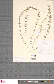 Image result for Congolanthus