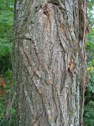 Meaning locusts can be trees or shrubs. Black Locust False Acacia Yale Nature Walk