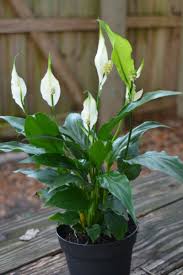 Petite Size Peace Lily Plant Maximum Height 12 Peace Lily Plant Plants House Plants Indoor