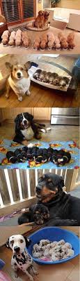 Proud Pooch Parents With Images Cute Baby Animals Cute Dogs Cute Animals