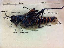 Grasshopper tutorial 12 | domains. Arthropoda Biology 11 Honours Animalia Labs