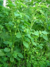 Image result for Physalis pubescens