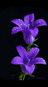 Best Flowers Purple Flower Pictures Purple Flowers Dark Purple Flowers
