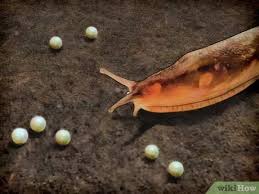 Cranshaw from colorado state university extension describes slugs as difficult and destructive pests that are hard to control. 4 Ways To Get Rid Of Garden Slugs Wikihow