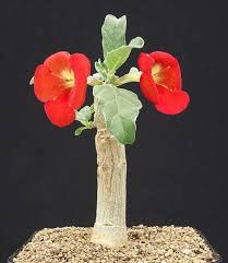 Image result for Pterodiscus aurantiacus